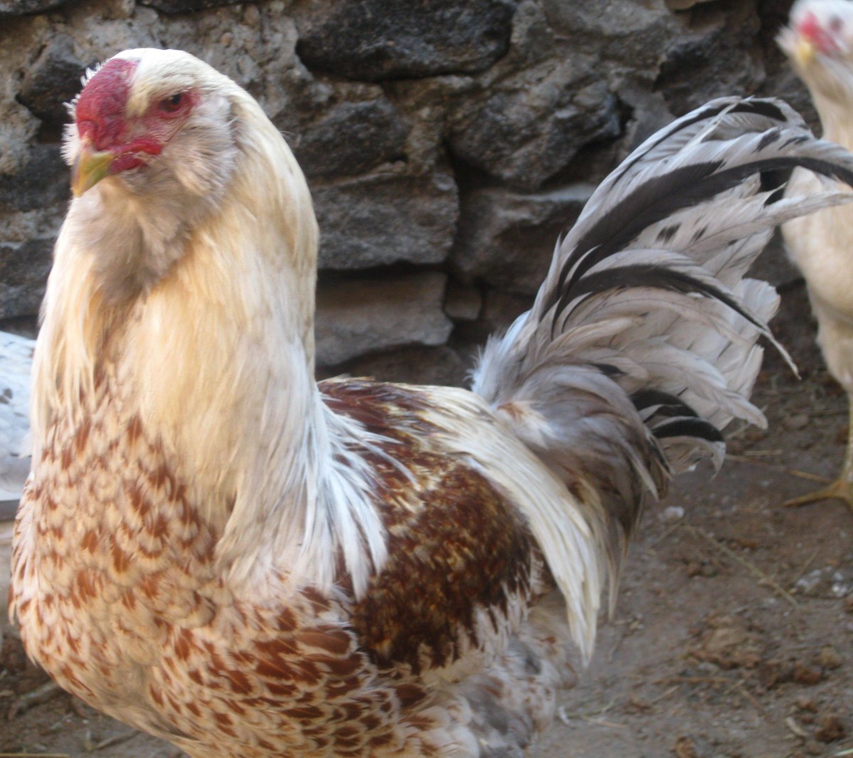 Курицы Дагестана