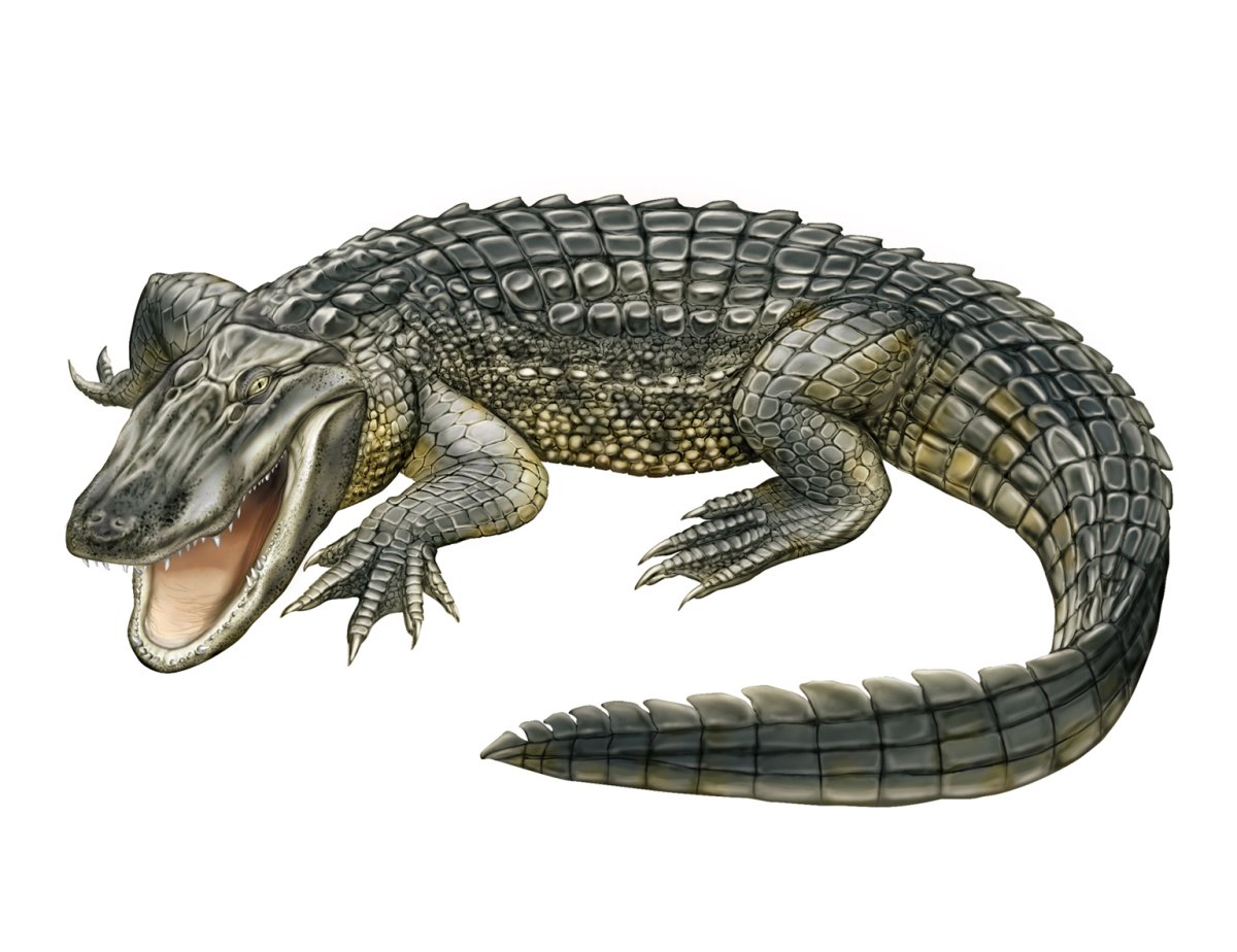 Listcrawlers aligator