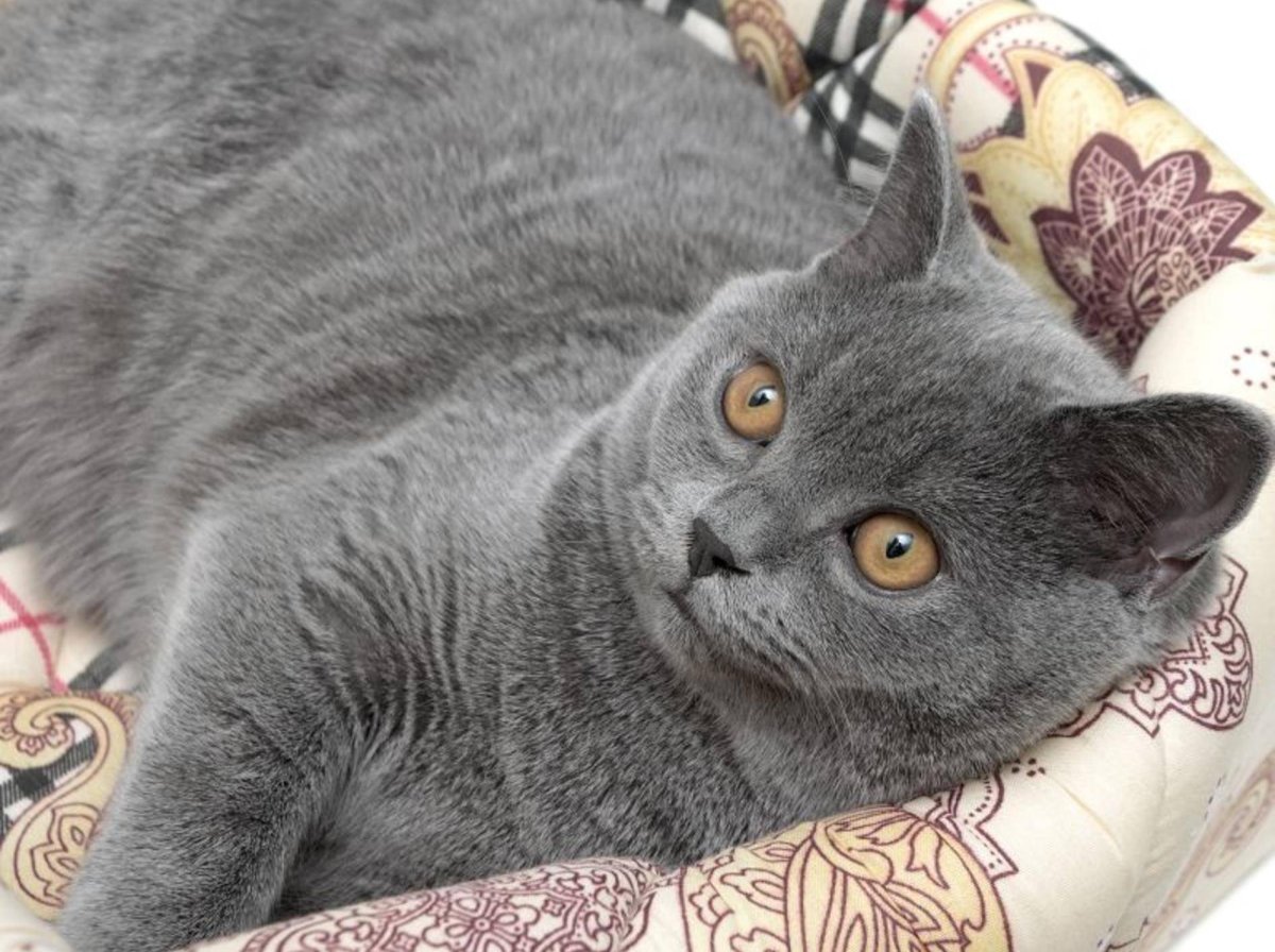 Конец кот серый