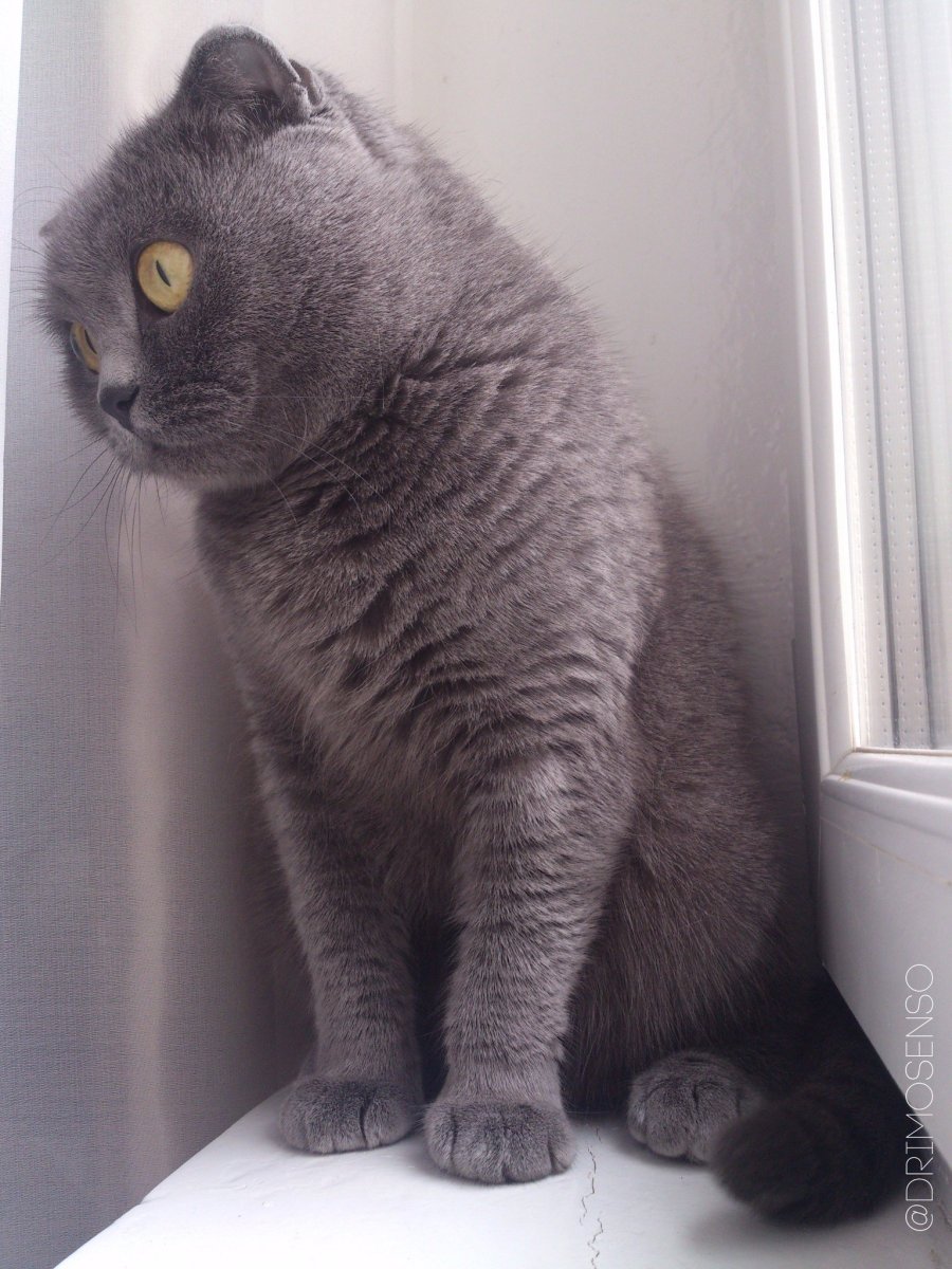 Шотландская вислоухая кошка серая