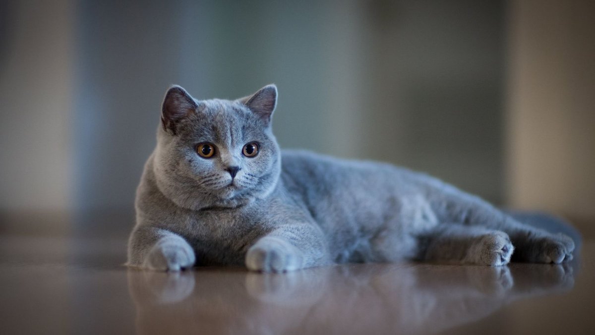 Британская кошка короткошерстная серая