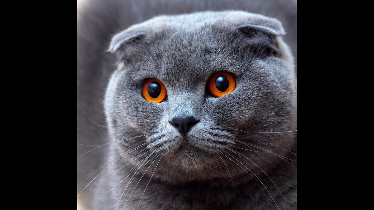 Скоттиш фолд грей