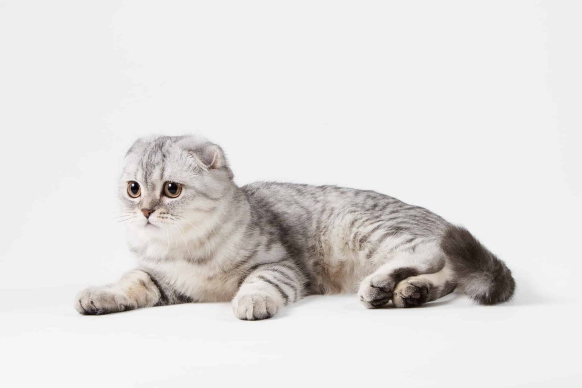 Шотландская Королевская кошка