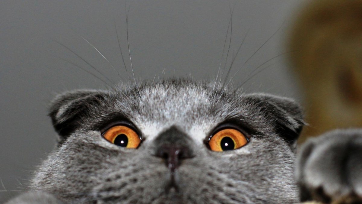 Подозрительная киса