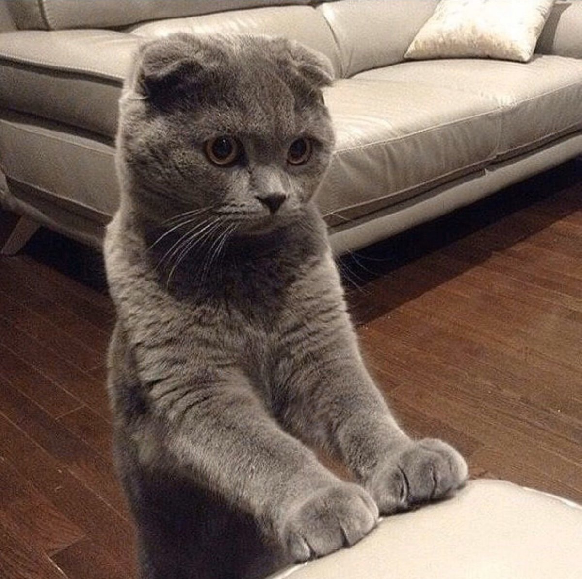 Вислоухий кот Эстетика