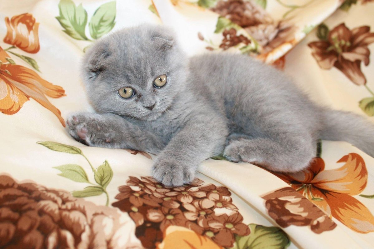 Британская короткошёрстная кошка вислоухая дымчатый