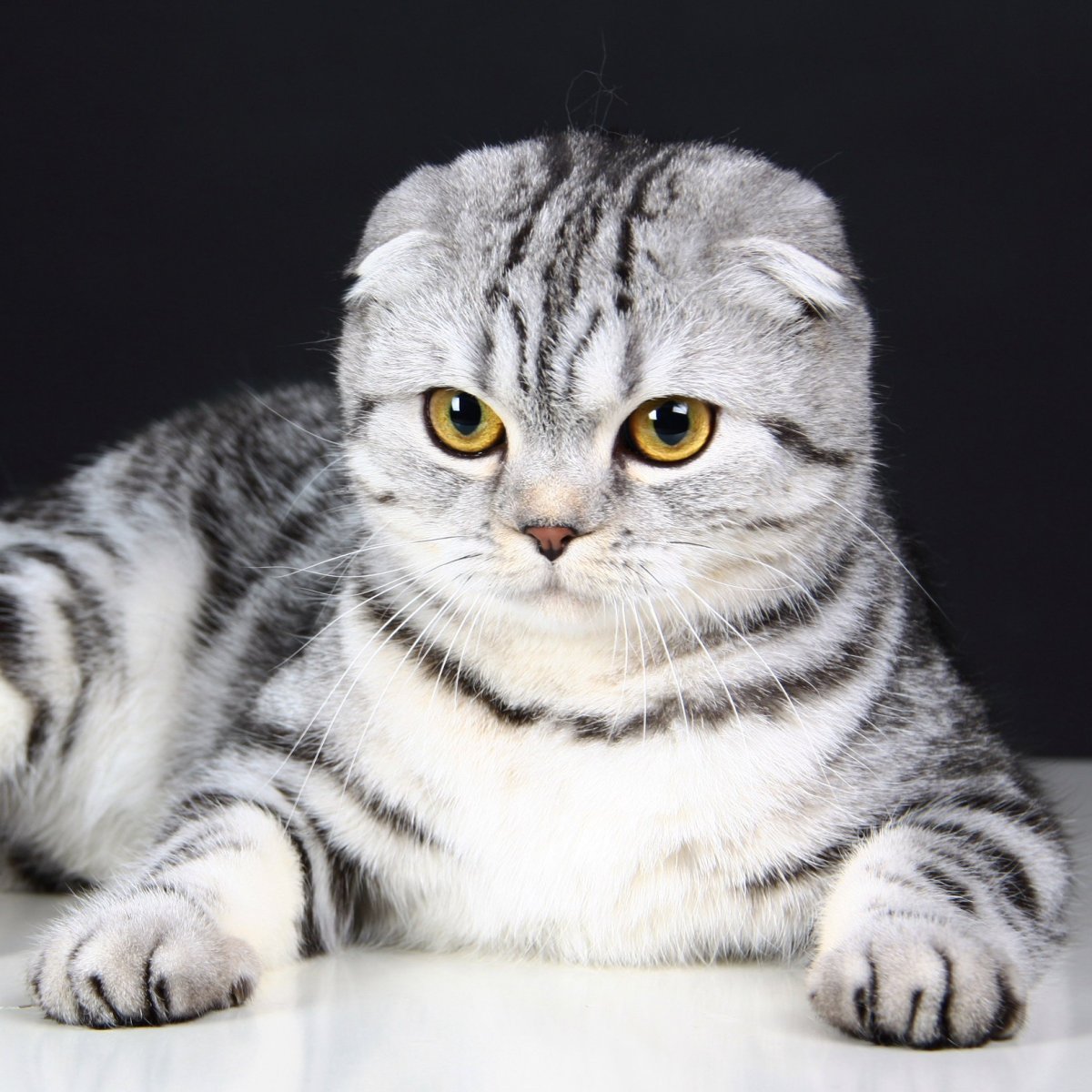 Серая полосатая шиншилла кошка Шотландская вислоухая