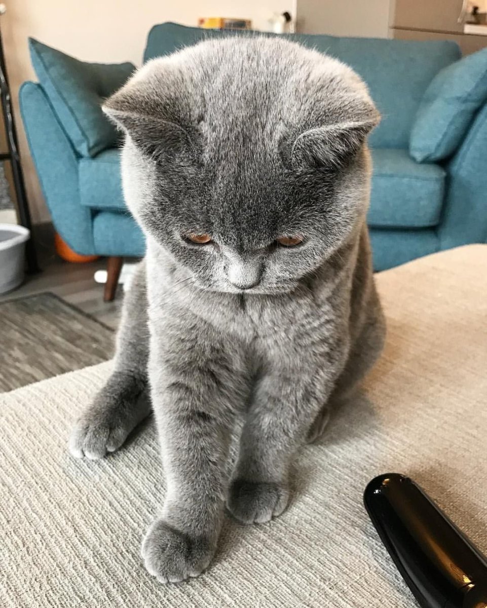 Британская короткошёрстная кошка вислоухая голубая