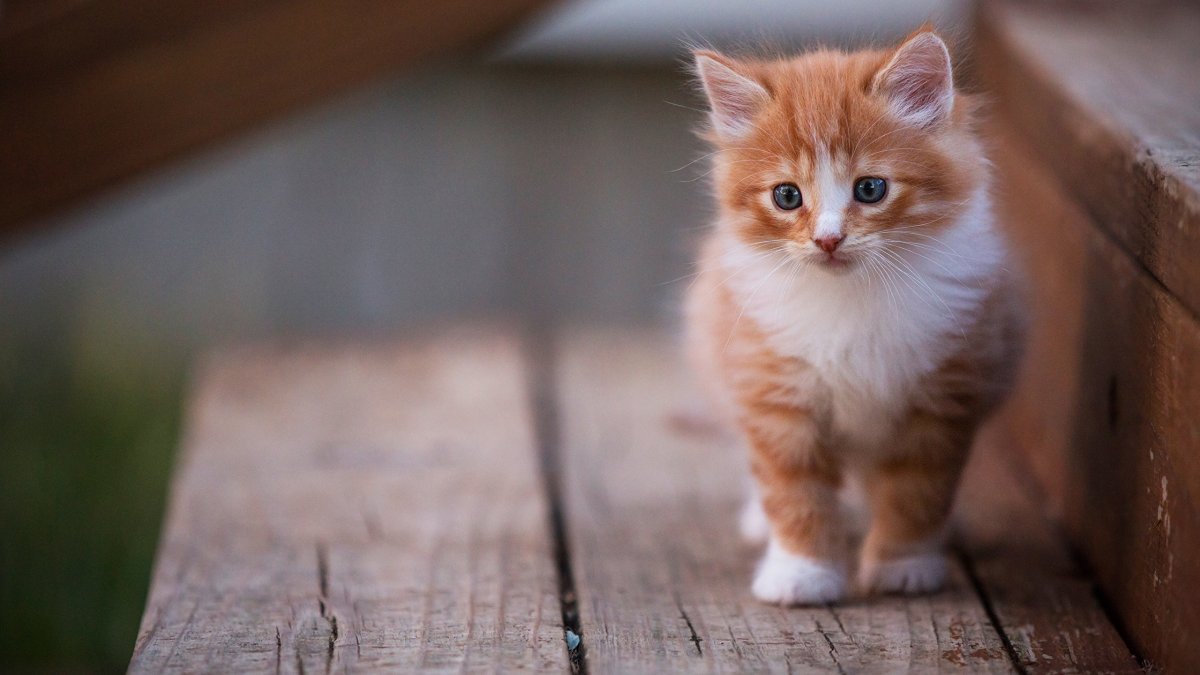 Милые котята