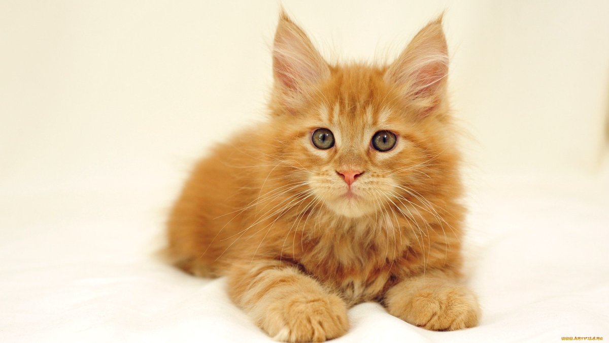 Рыжий котёнок