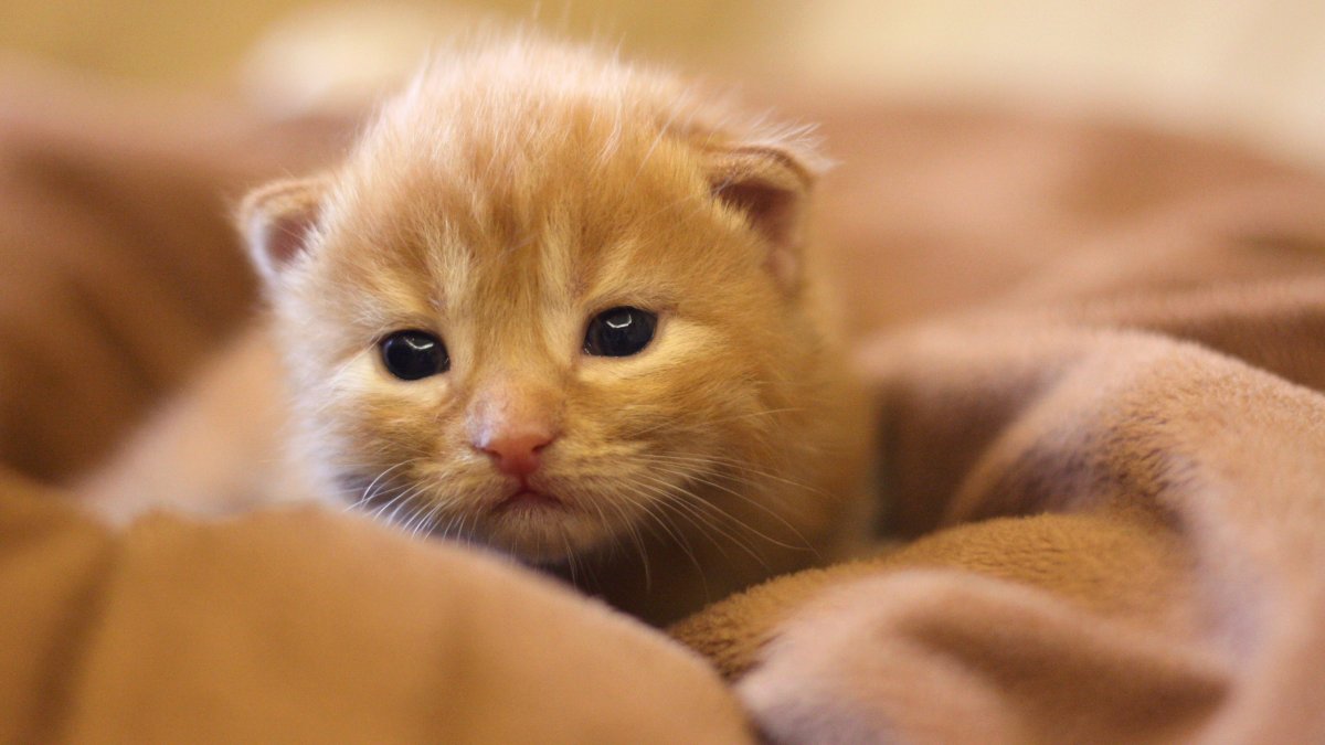 Кошки маленькие красивые