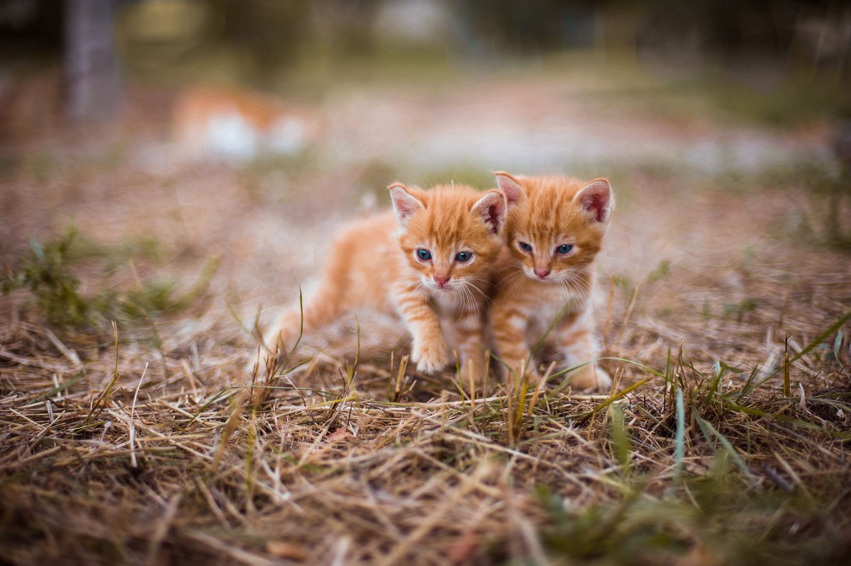 Милые рыжие котики несколько