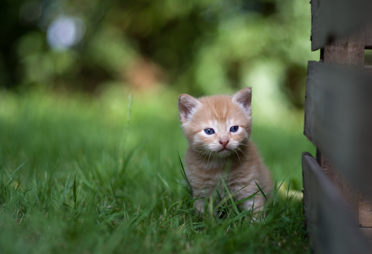Маленький рыжий котенок в траве