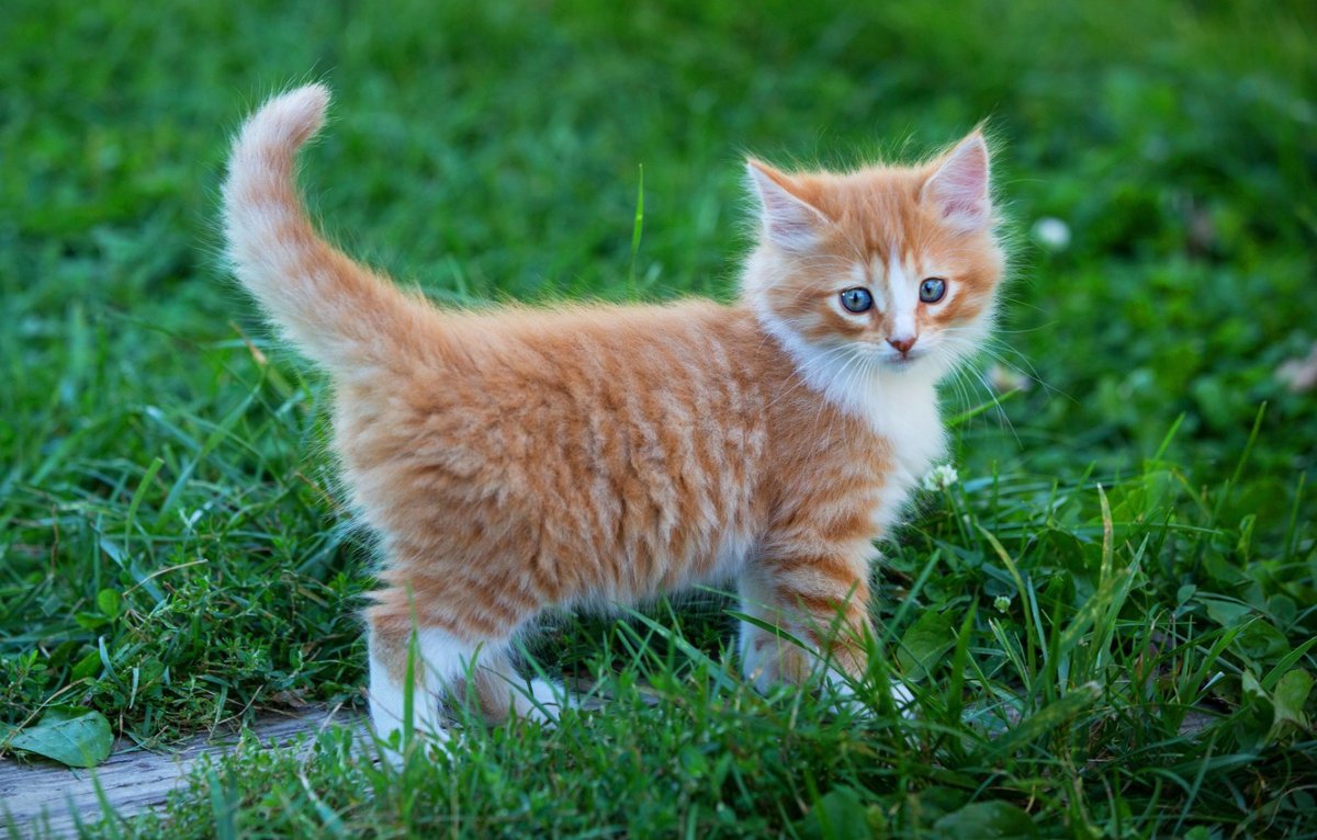 Котенок Рыжик