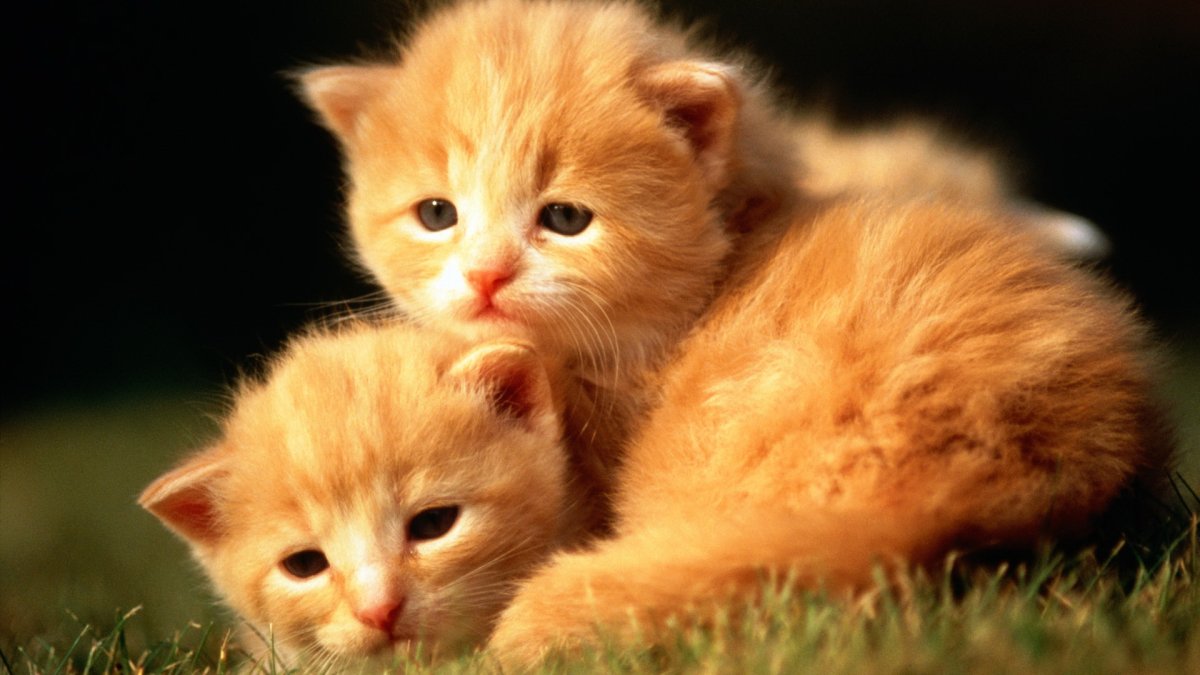 Милые котята