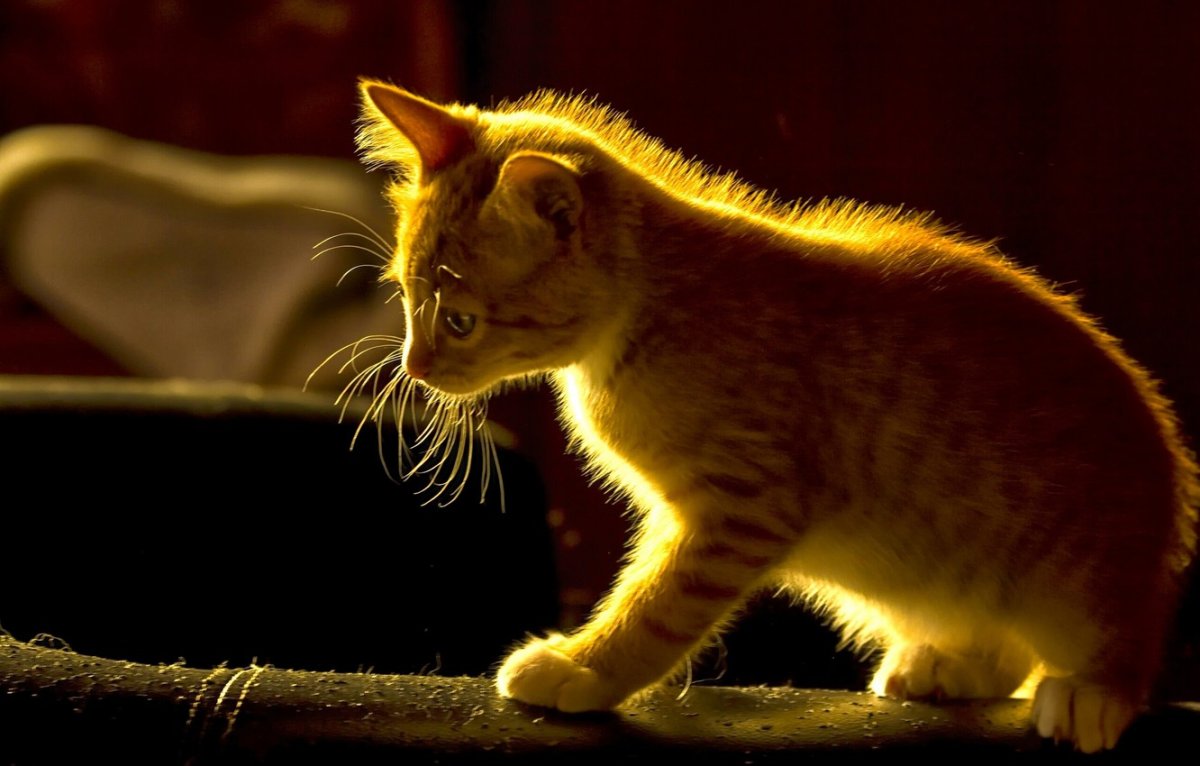 Кошки маленькие котята рыжие