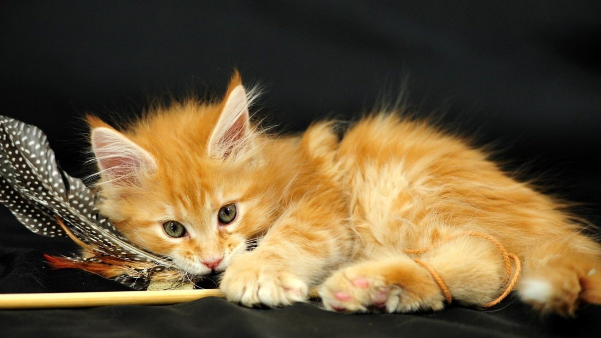 Мейн кун рыжий