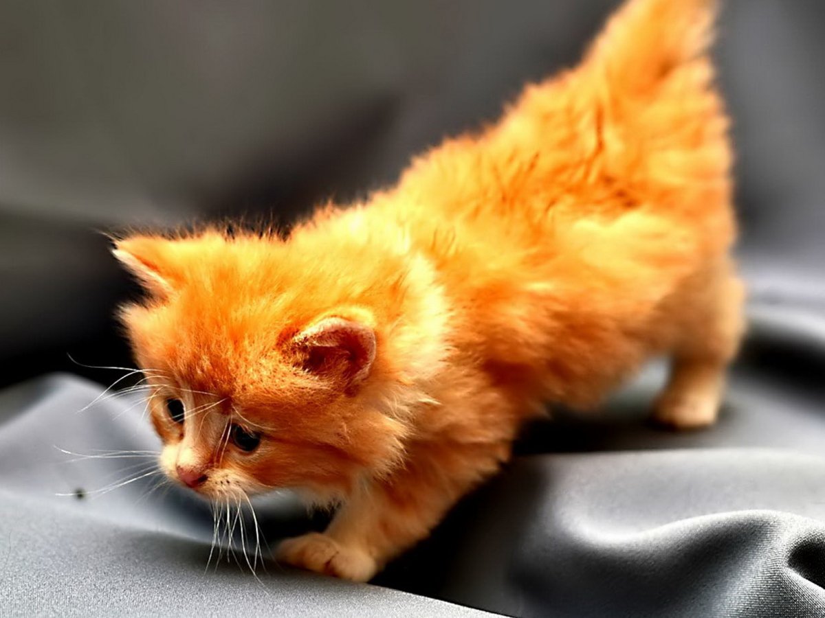 Рыжий котёнок