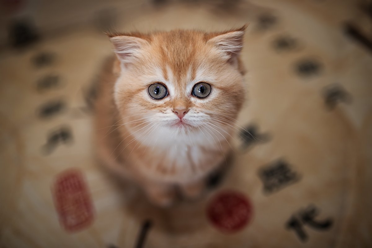 Милый котик Симбочка