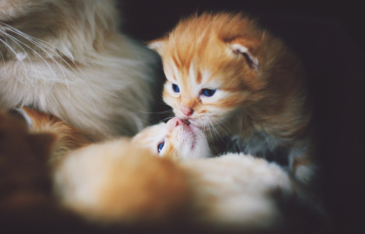 Самые милые рыжие котята