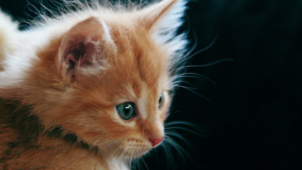 Рыжая кошка с голубыми глазами
