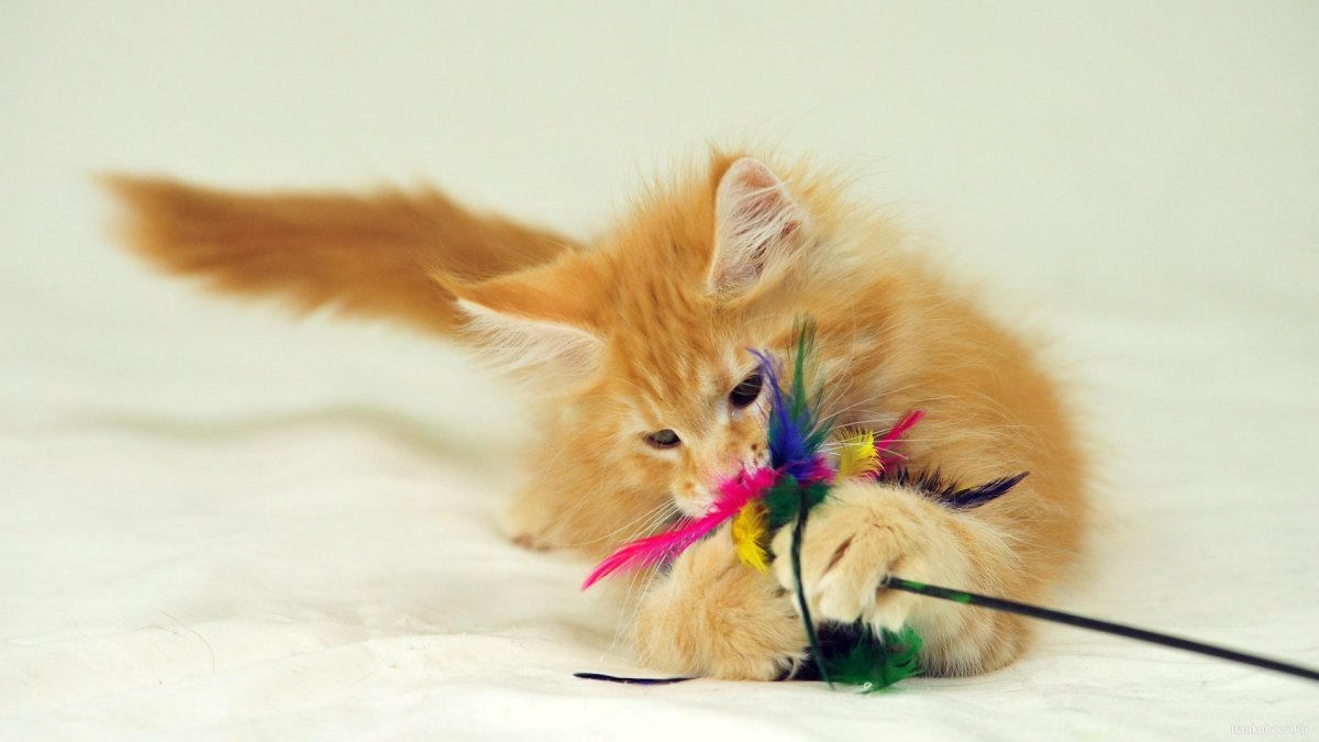 Кошка играет