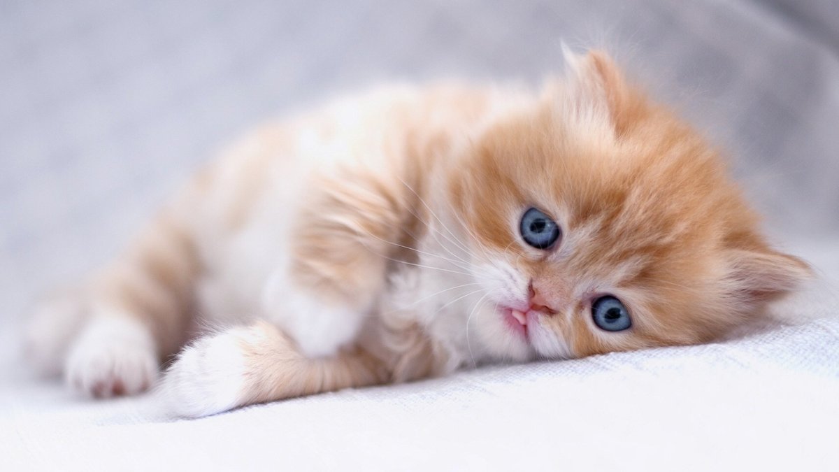 Милые котики