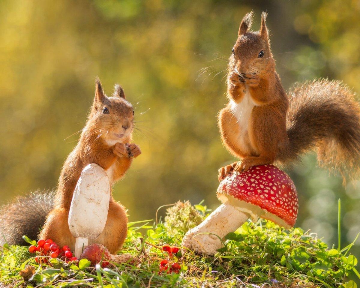 Голубая Сибирская белка