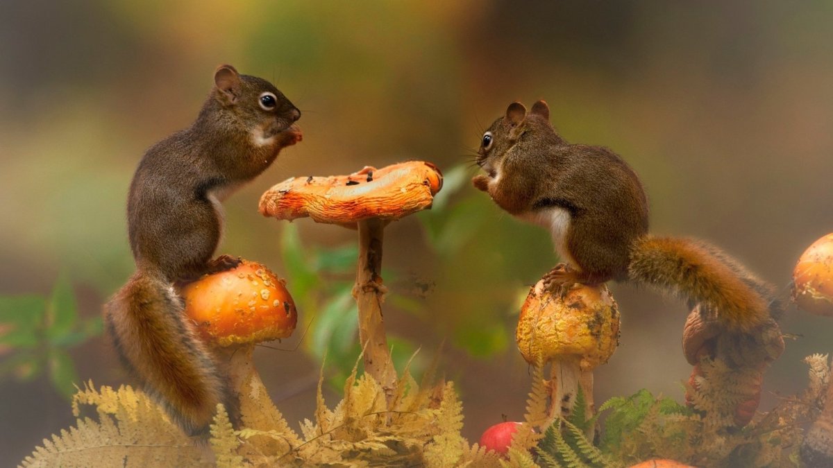 Животные весной