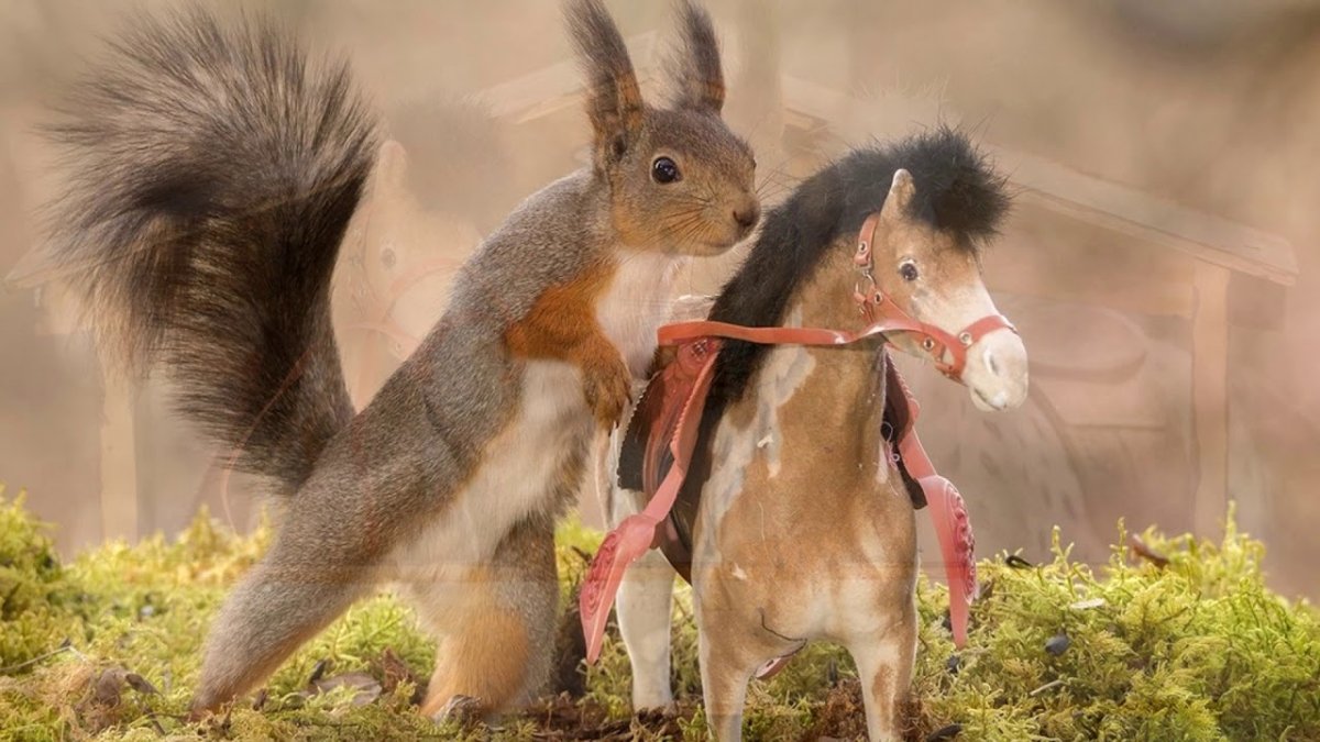 Белочка с грибочком