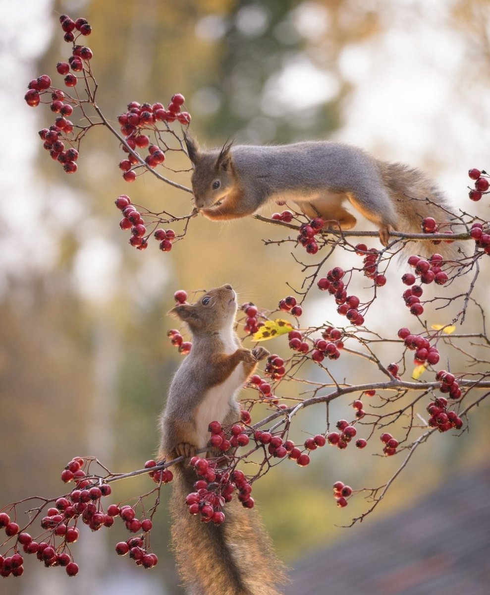 Белка с желудем