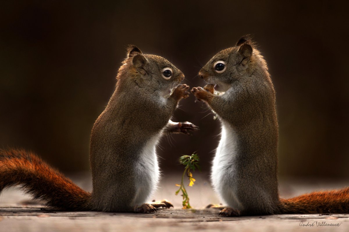 Влюбленные белочки