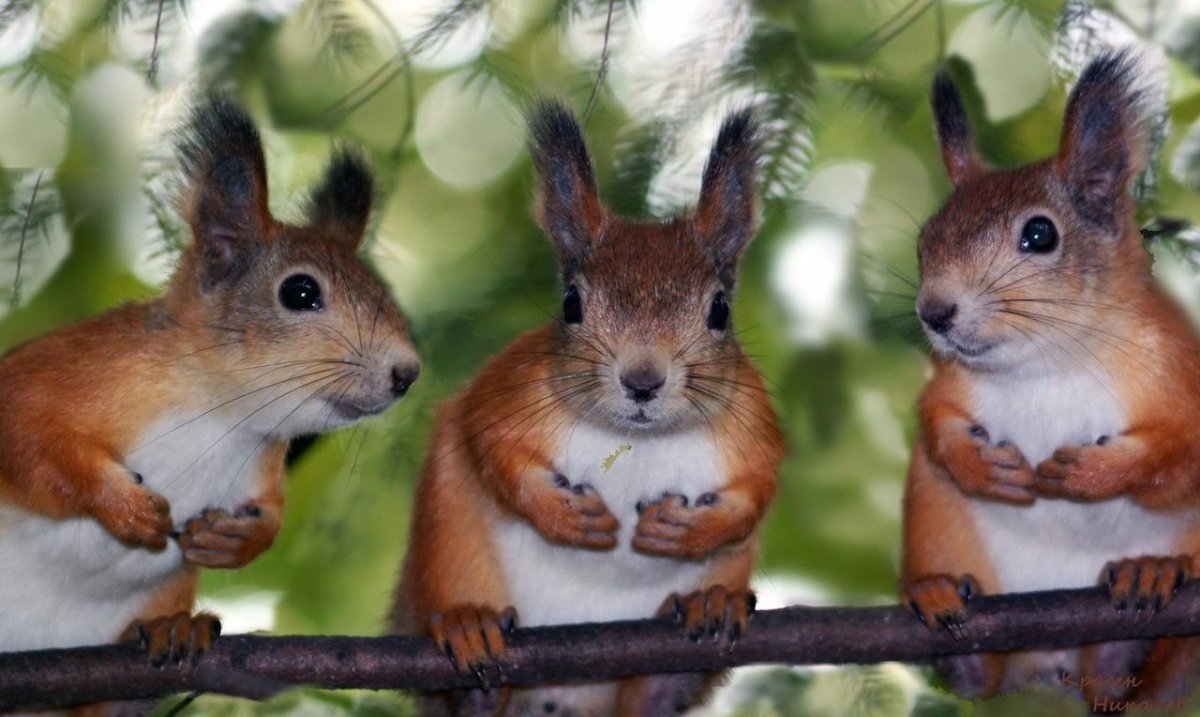 Обыкновенная белка с бельчатами