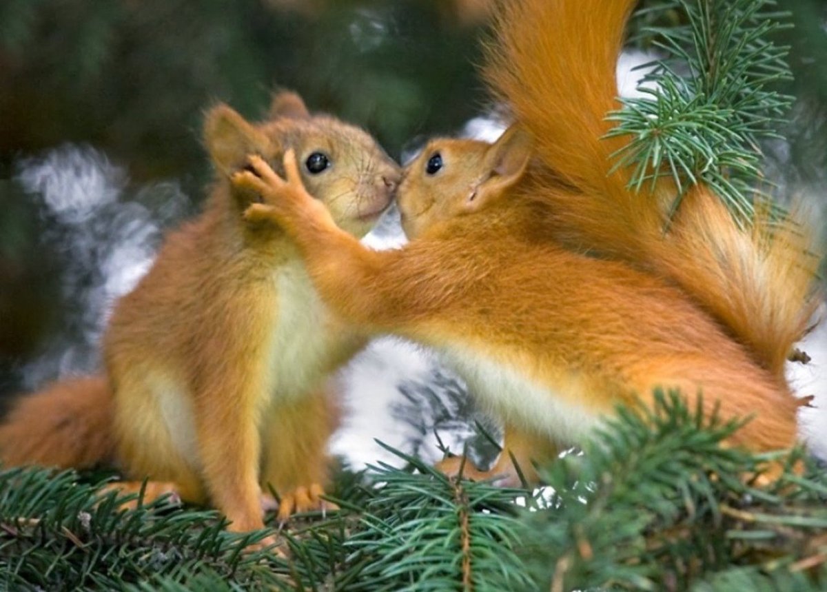 Влюблённая белка