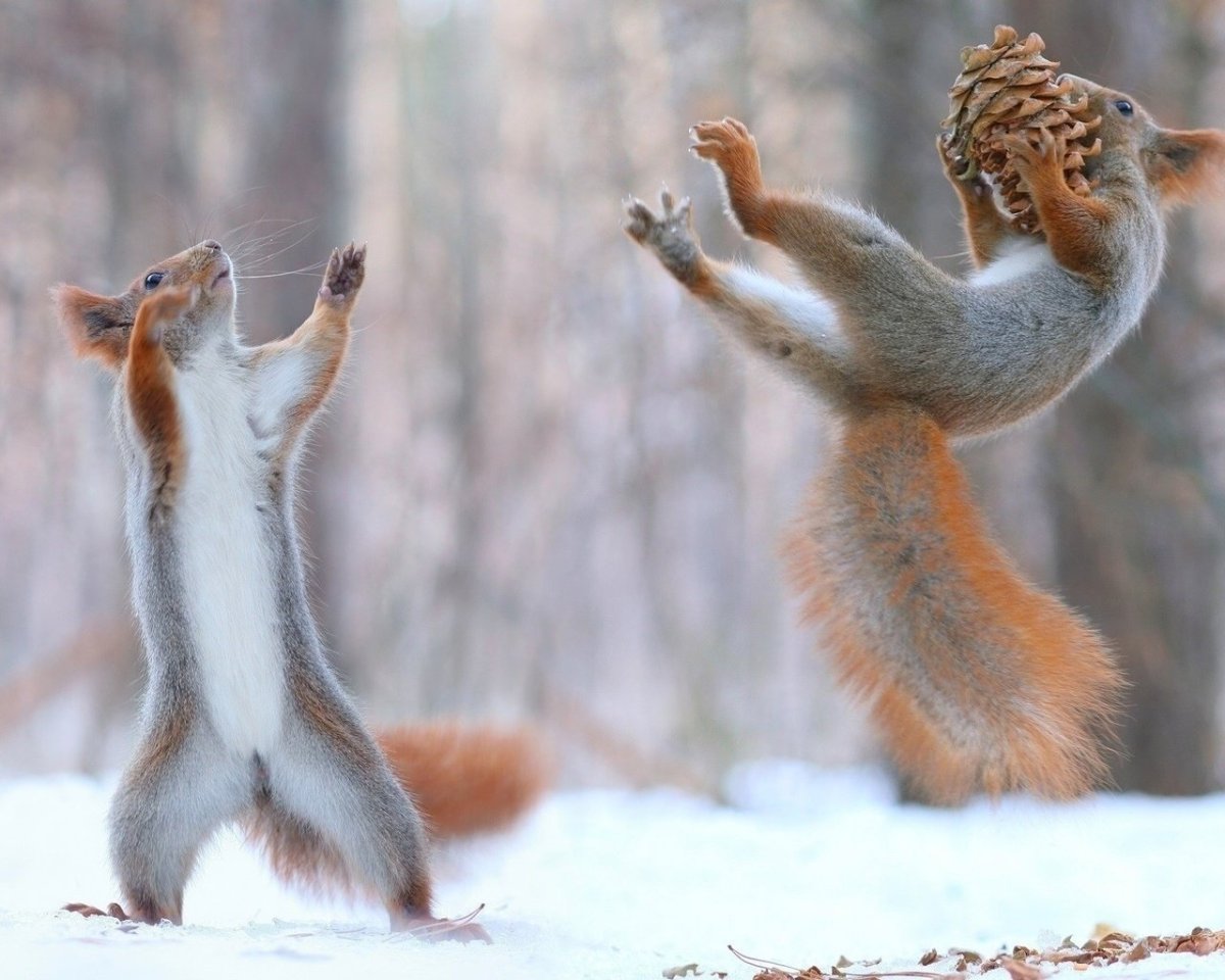 Белочка за столом