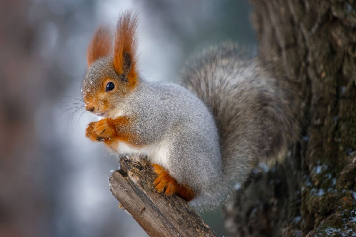 Белка Бельчонок бельчата