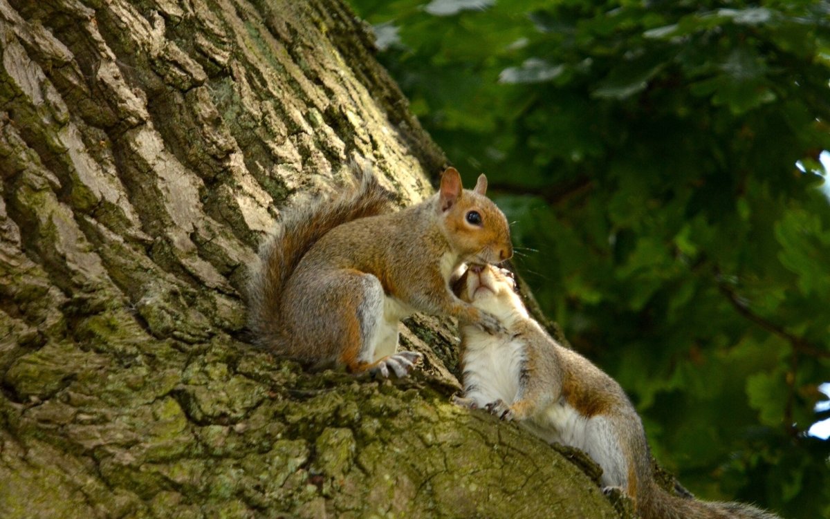 Белка и заяц