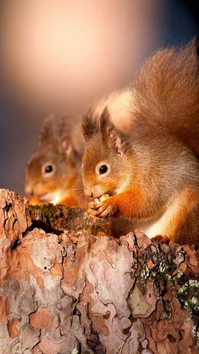 Веселая зима