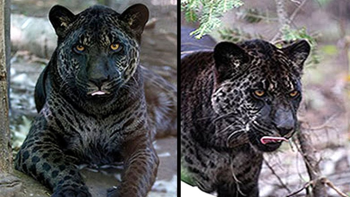 ЯГЛИОН Джазара