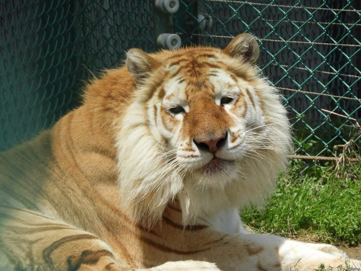 ТИГОН тигролев