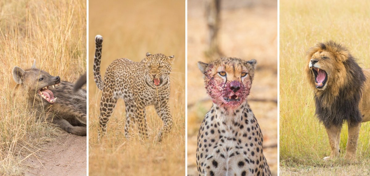 Помесь Льва и гепарда