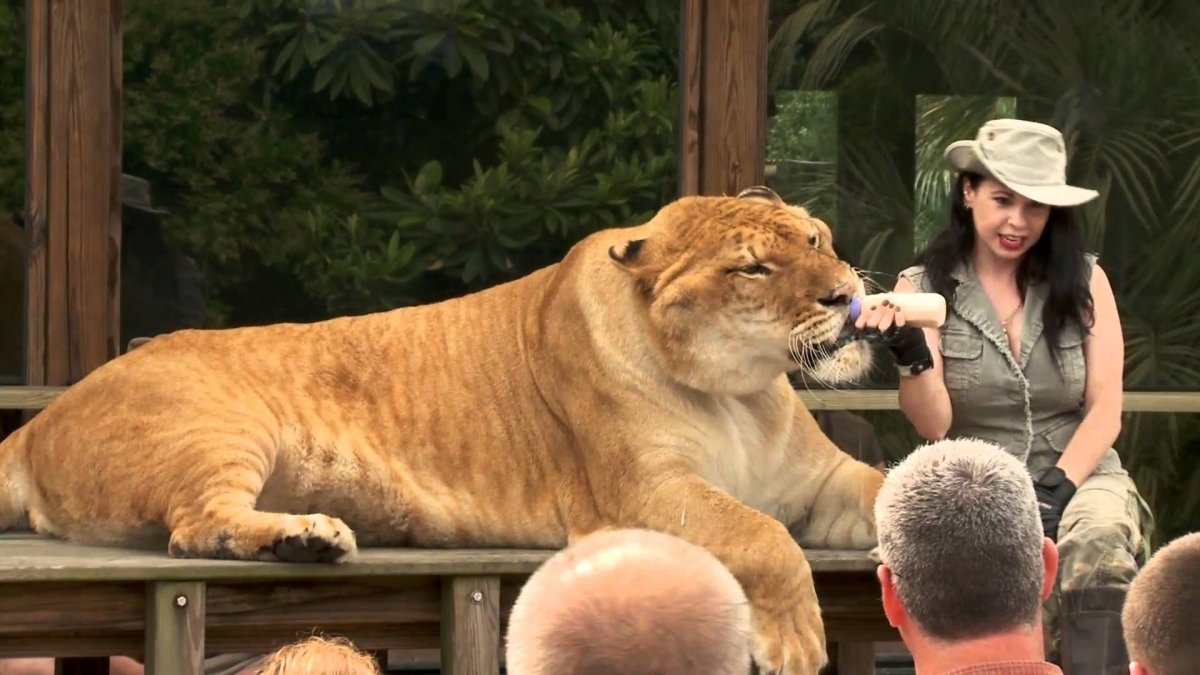 Лигр Геркулес