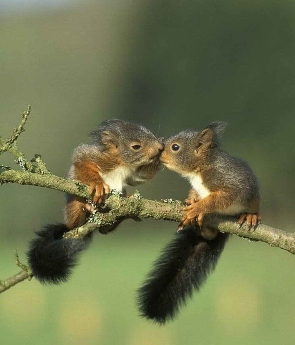 Влюбленная белка