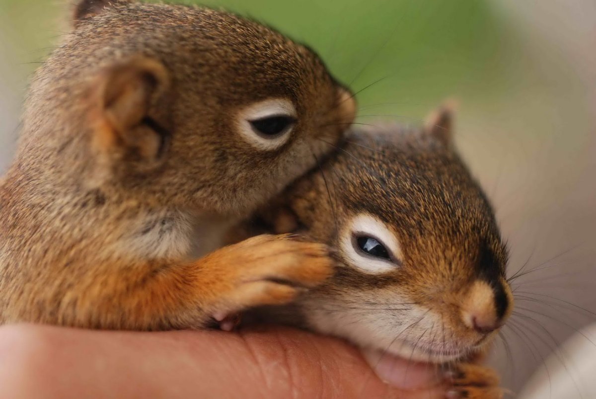 Красивая Белочка