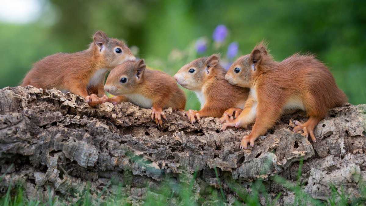 Орехи для белки