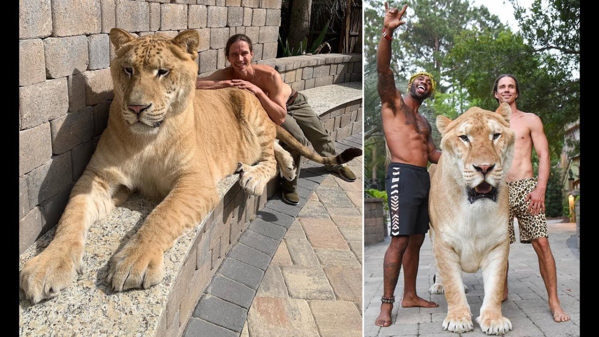 Гибрид Льва и тигра Геркулес