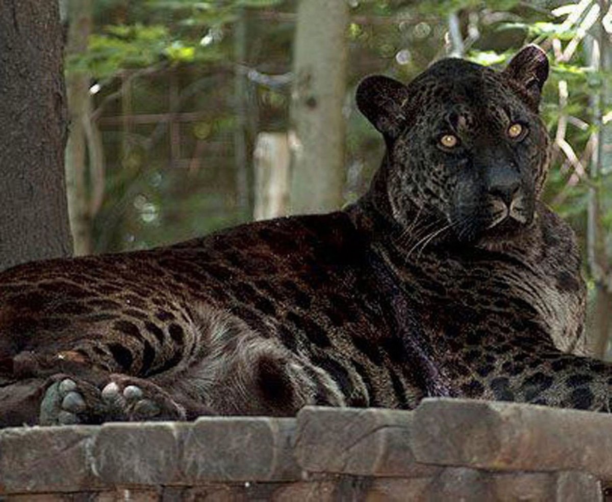 Ягулев гибрид