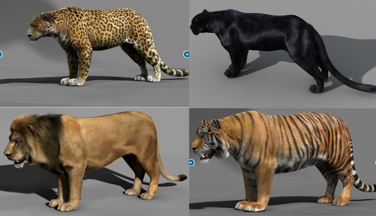 Гепард и леопард и Ягуар и пантера и тигр и Лев