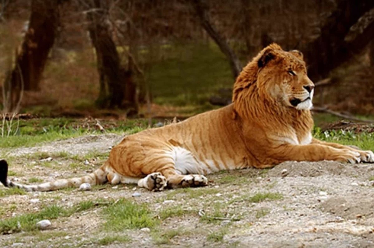 Лев тигр Лигр тигролев