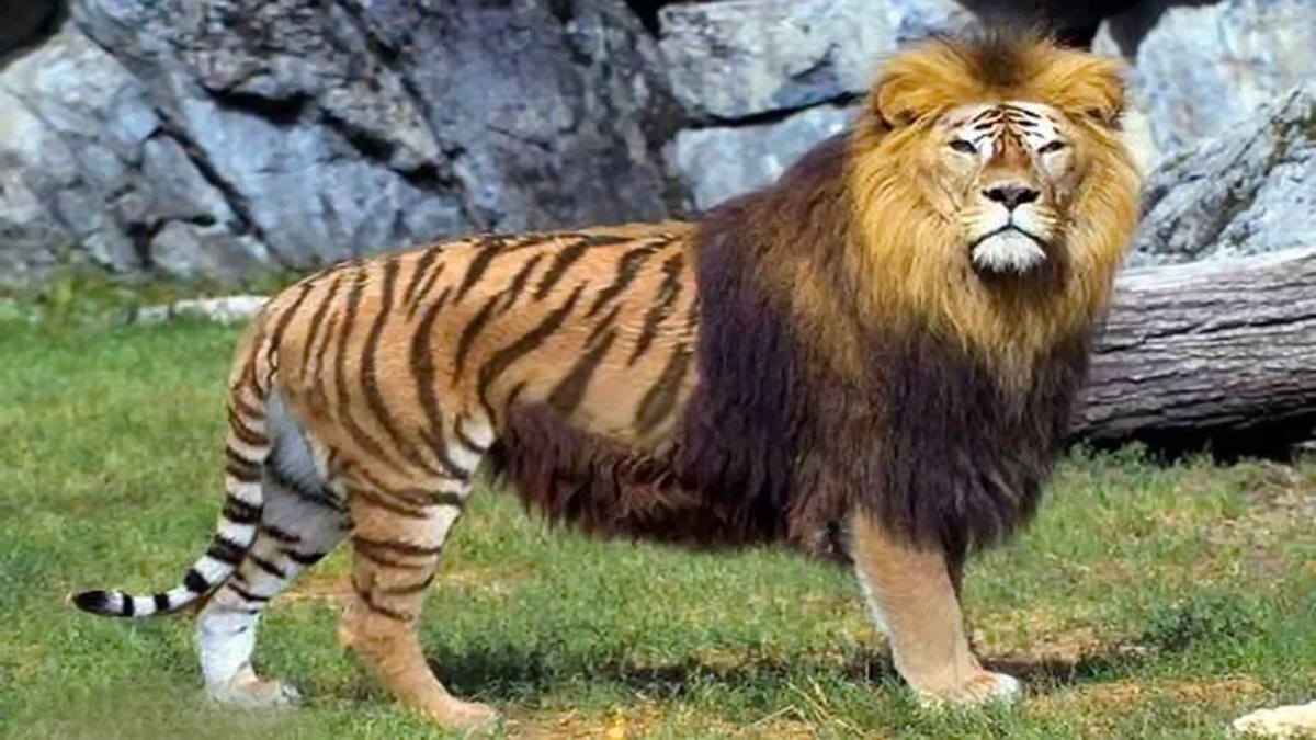 Гибрид льва и леопарда